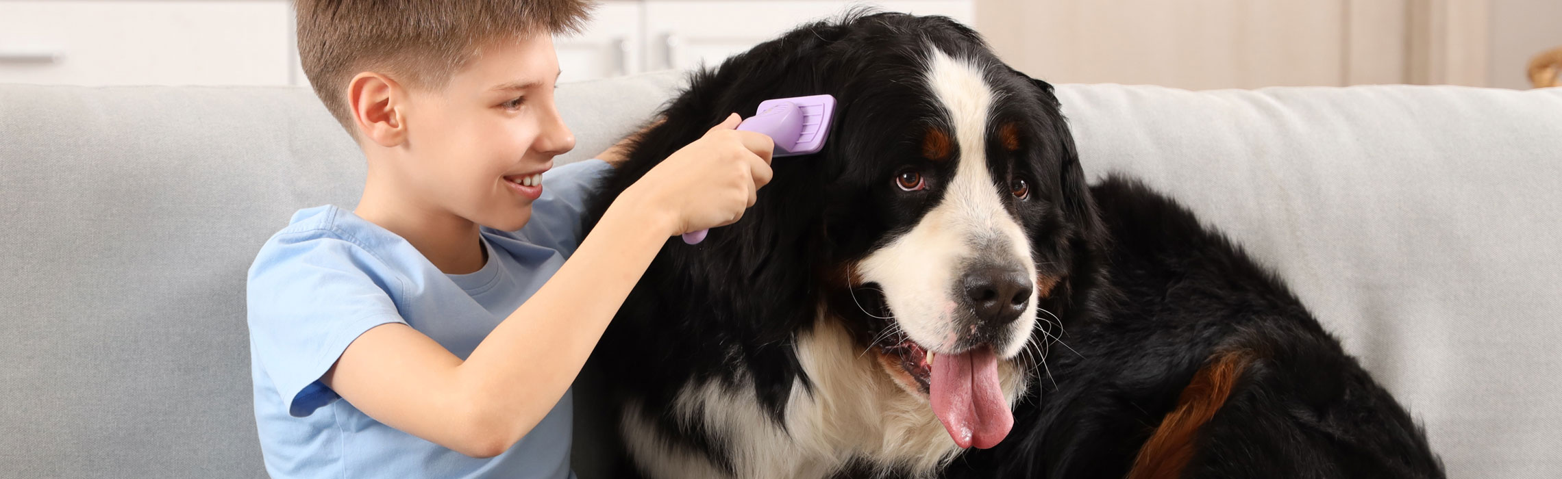 Come spazzolare il cane