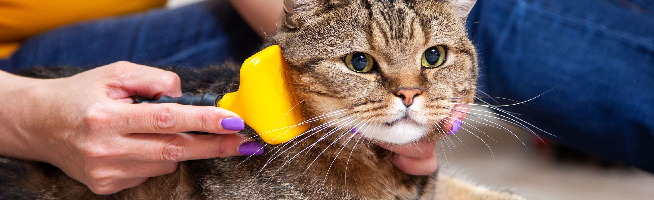 Come spazzolare il gatto