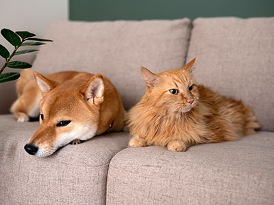 Gatto e cane conviventi