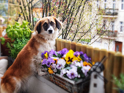 Finestre e balconi per il cane