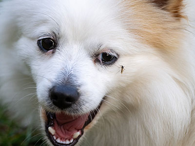 Insetti pericolosi per il cane
