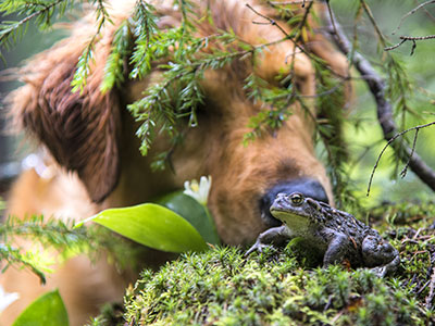 Piccoli animali e cane