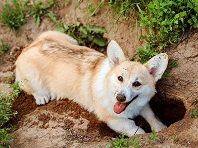 Piante per il cane