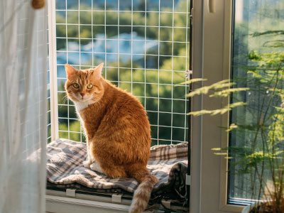 Finestre e balconi per il tuo gatto