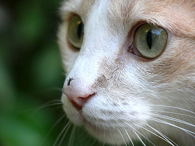Insetti pericolosi per il gatto