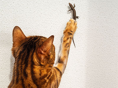 Piccoli animali pericolosi per il tuo gatto