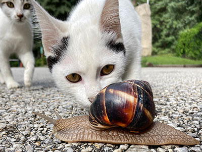 Gatto con chiocciola o lumaca