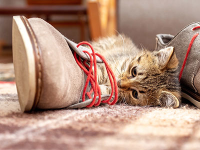 Oggetti contaminati per il tuo gatto