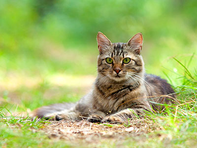 Piante per il gatto