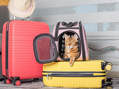 Viaggiare con il gatto