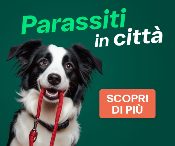 link parassiti in città
