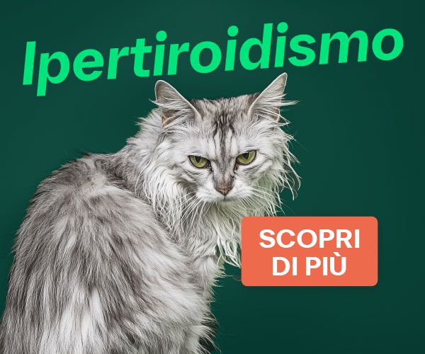 Link ipertiroidismo