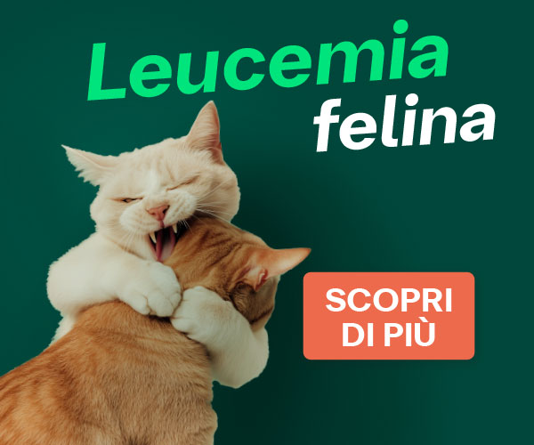 Link Leucemia felina