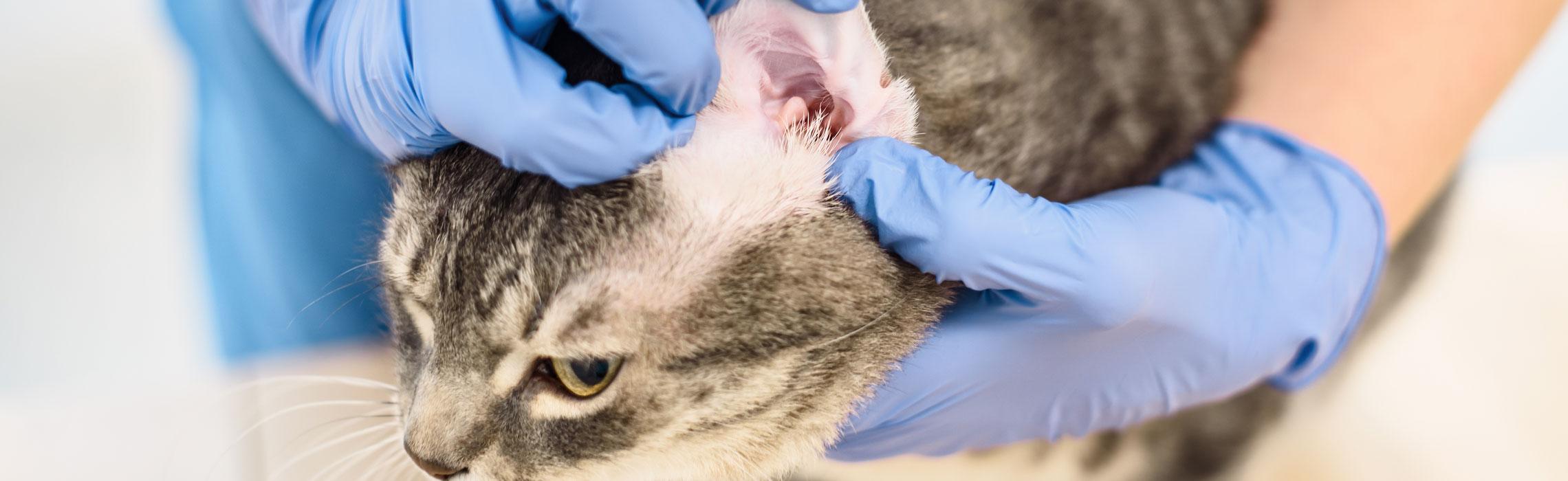 Acari nelle orecchie del gatto: cosa fare?