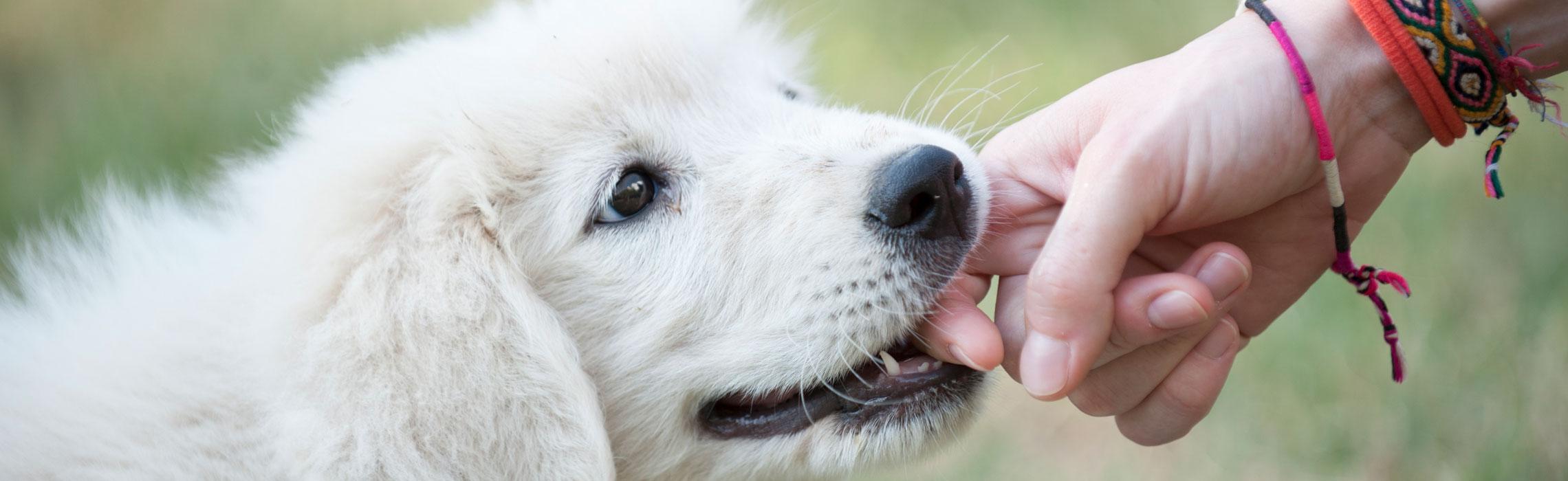 Perché i cuccioli mordono
