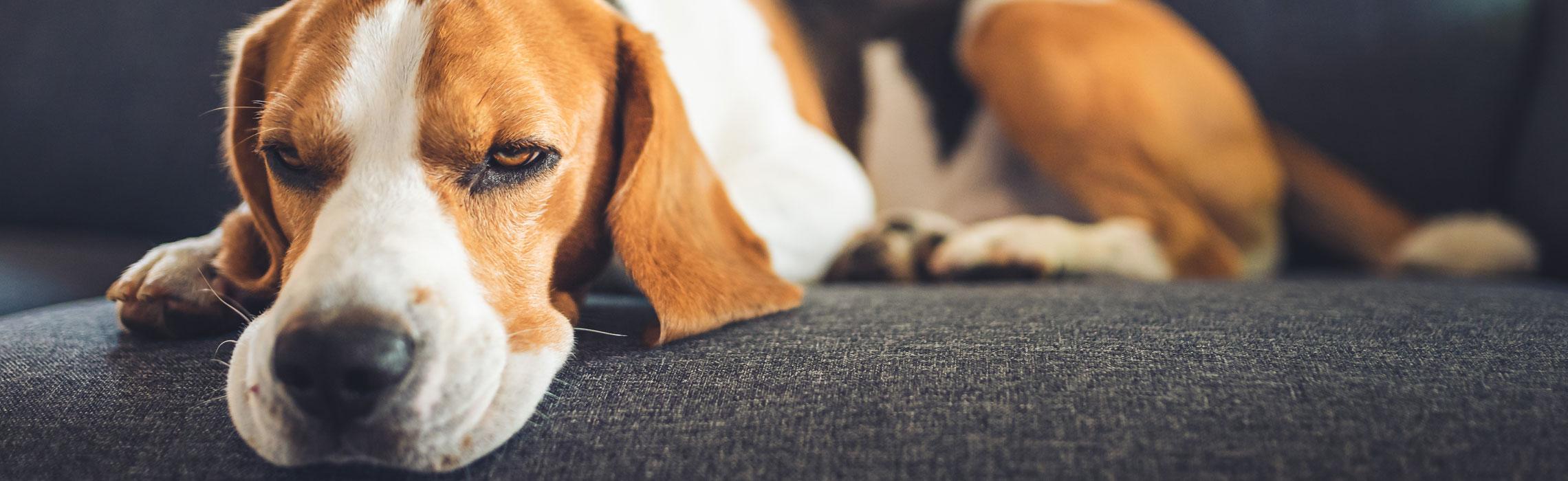 Filariosi del cane
