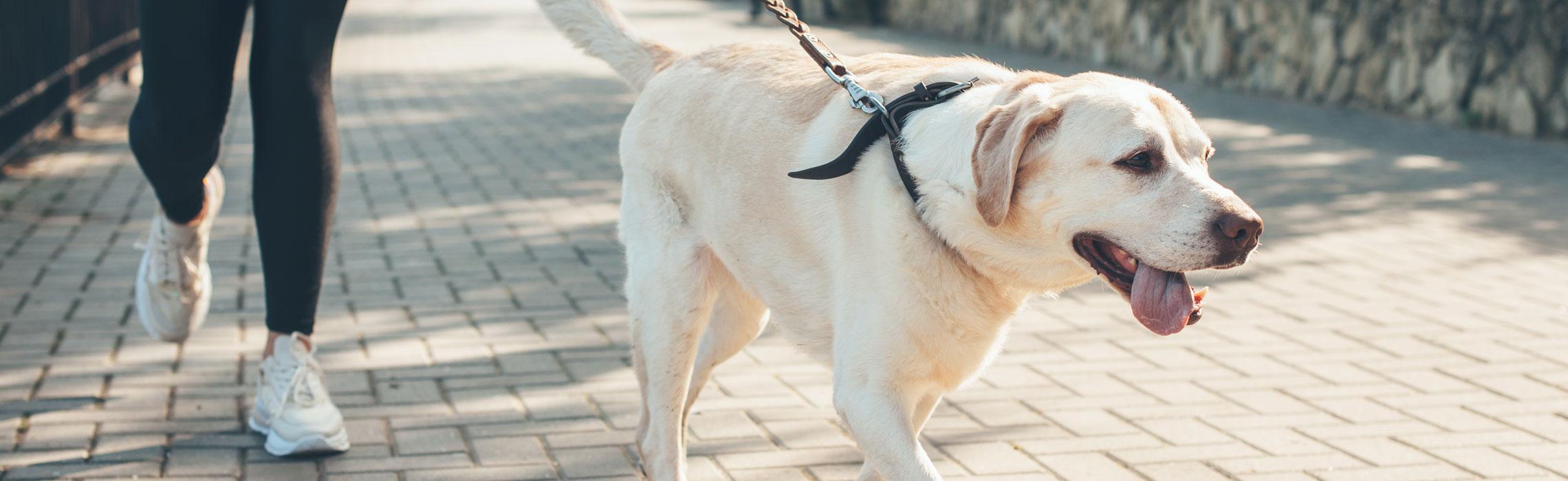 Osteoartrite nel cane: prevenzione, sintomi e cura