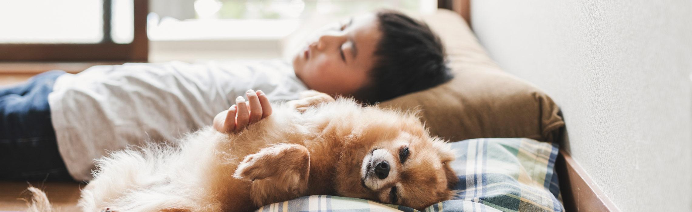 COME AFFRONTARE IL PROBLEMA DELLE PULCI IN CASA