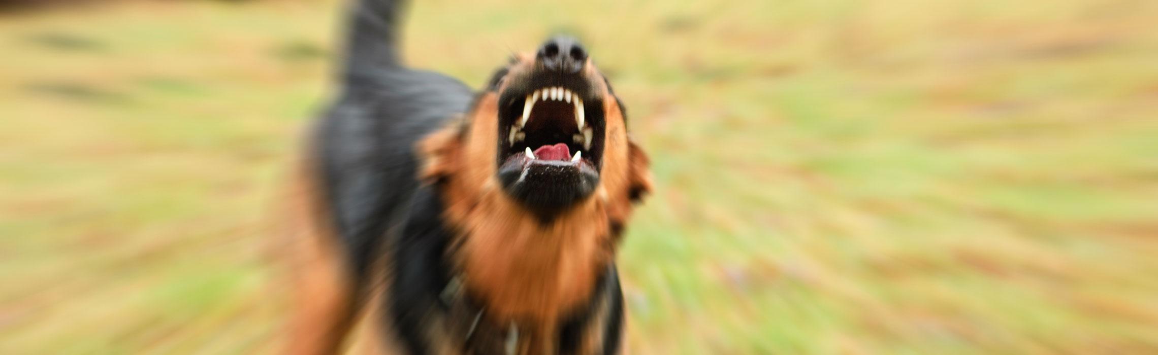 Quali sono i sintomi della rabbia nel cane e nel gatto