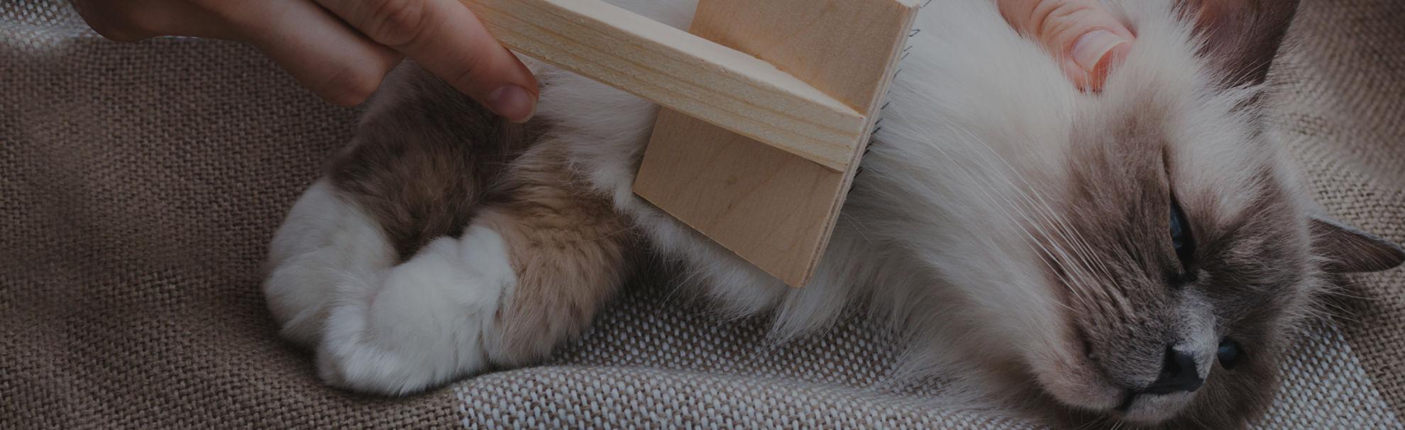 Perché è importante spazzolare il cane e il gatto al meglio