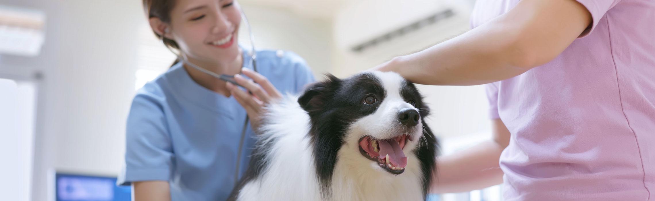 sterilizzazione