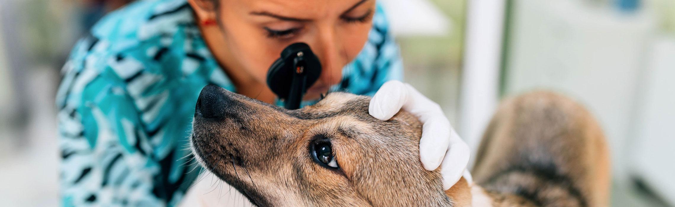 Thelaziosi: un parassita oculare che potrebbe colpire anche l'uomo