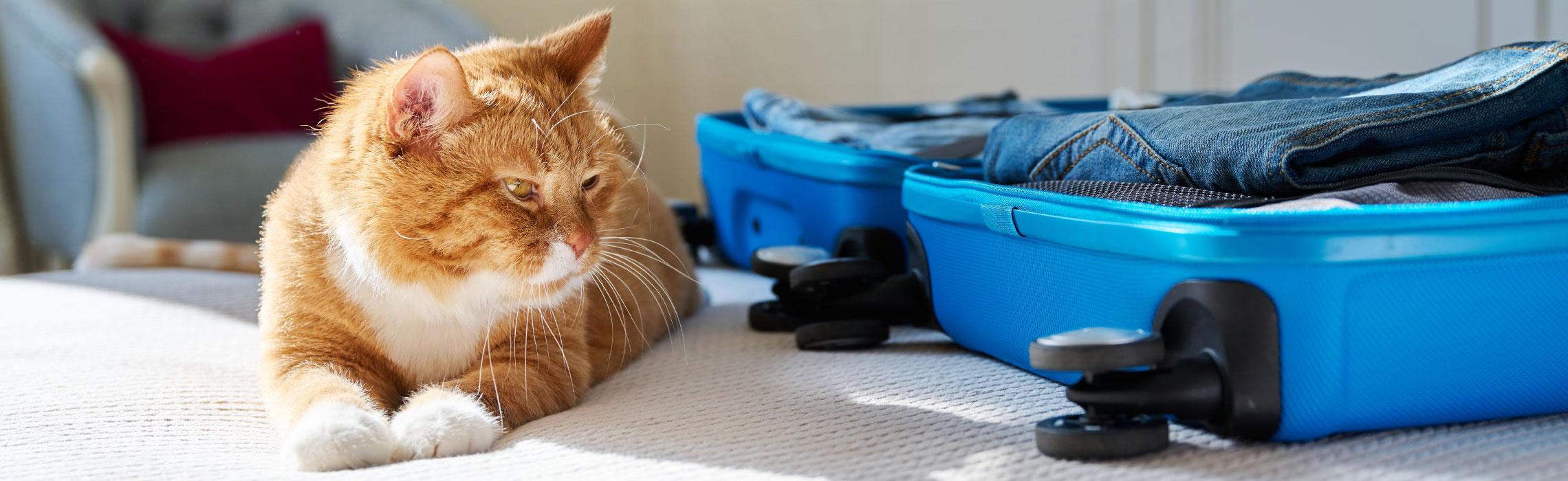 Portare il gatto in vacanza: i nostri consigli
