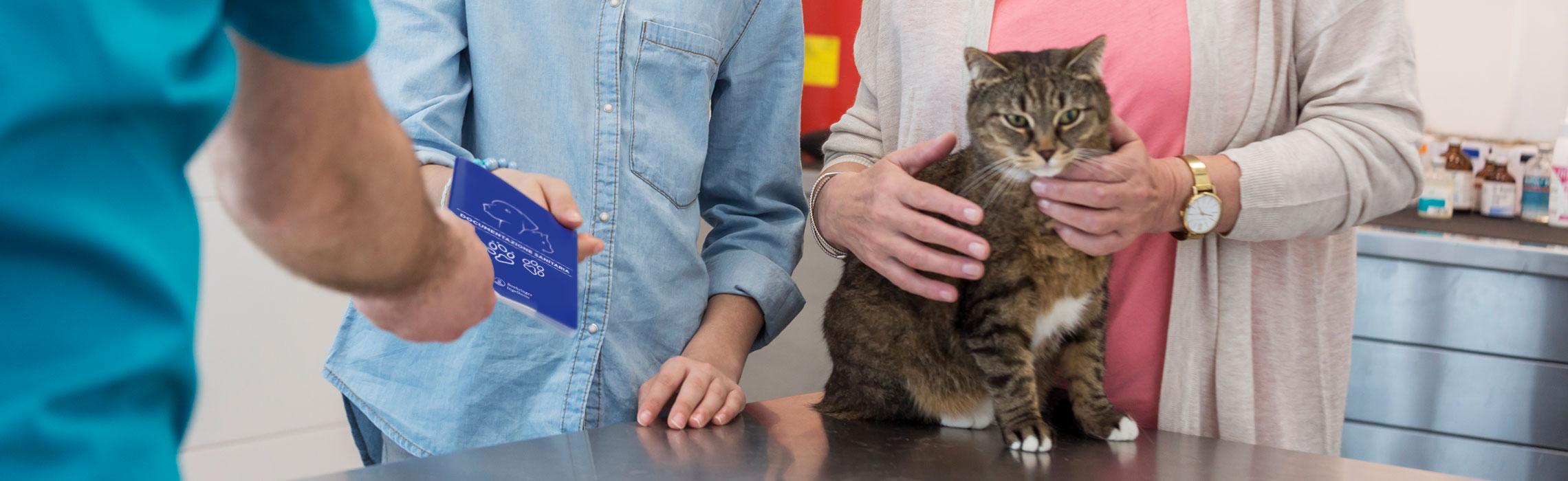 Vaccinazione del gatto: una breve guida