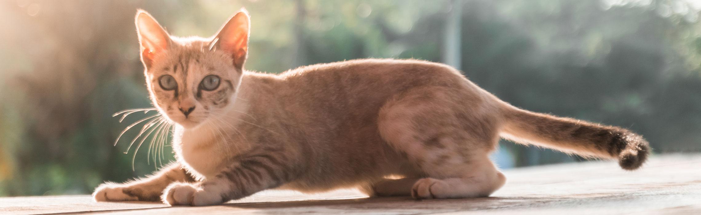 Vermi nel gatto: come riconoscerli ed eliminarli