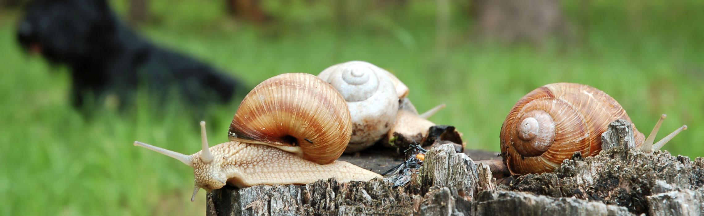Vermi polmonari nel cane: sintomi e cura