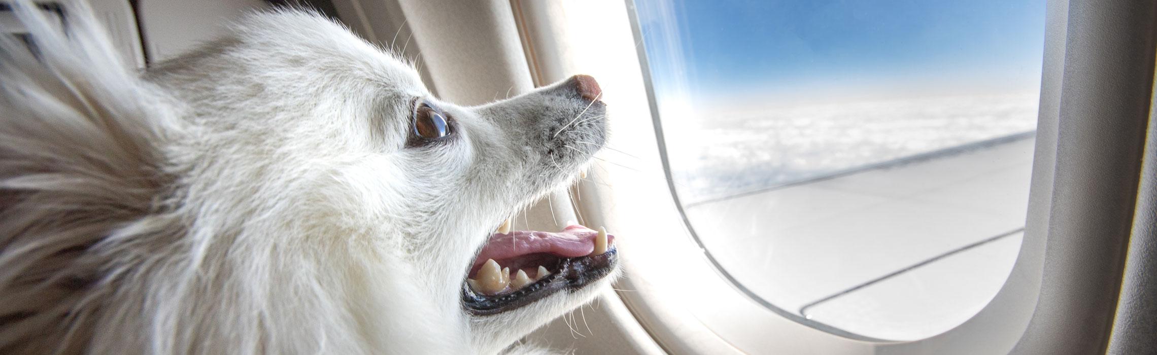Come viaggiare con un cane in aereo?