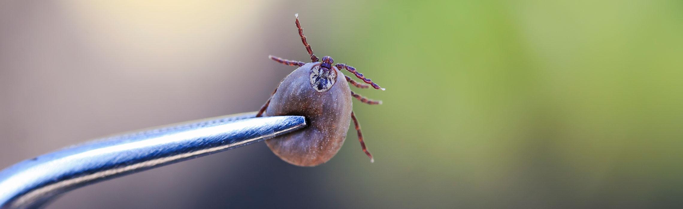 ZECCHE: LA CORRETTA PROFILASSI ALL’APERTO 