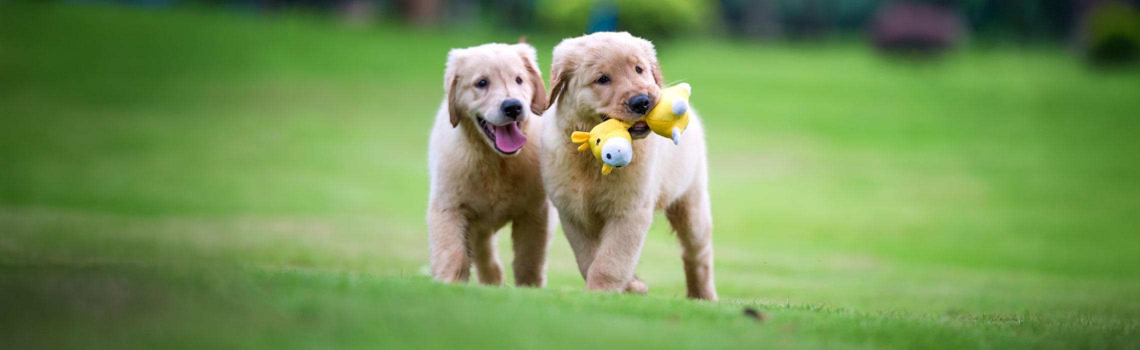 top image magazine cuccioli all'aperto