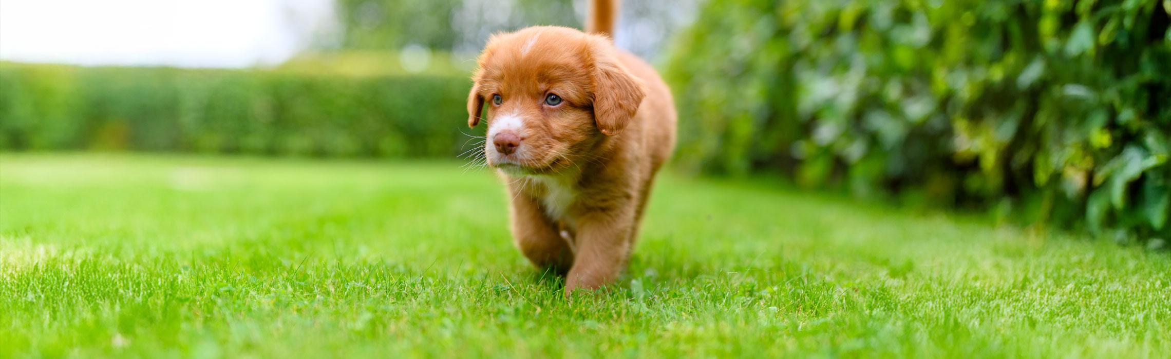 top image magazine cuccioli e parassiti