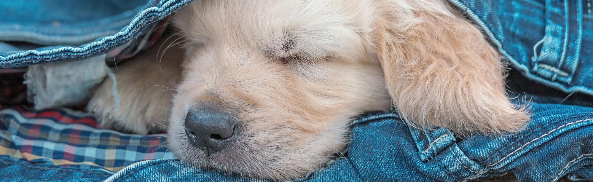 top image magazine accogliere un cucciolo