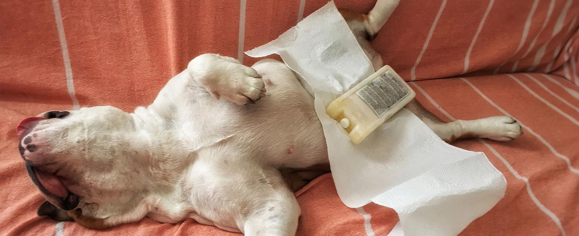 top image magazine colpo di calore cane