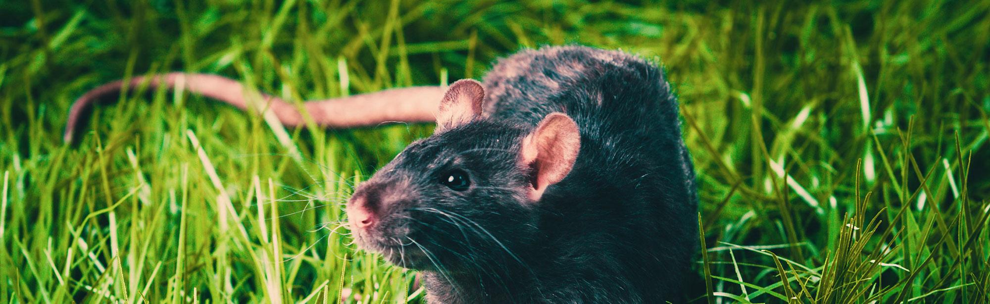 top image magazine malattia di Lyme