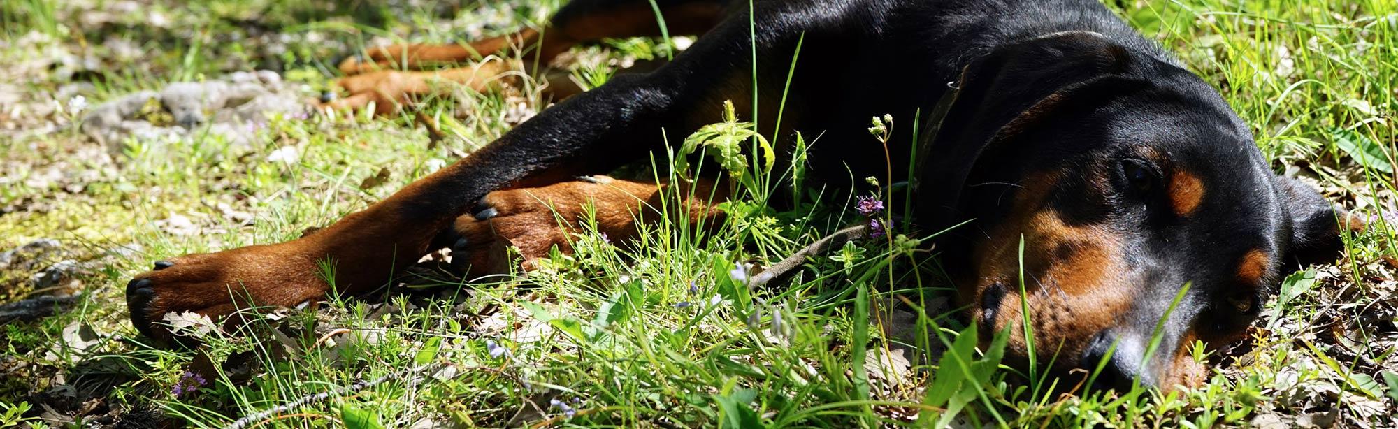 top image magazine piroplasmosi cane