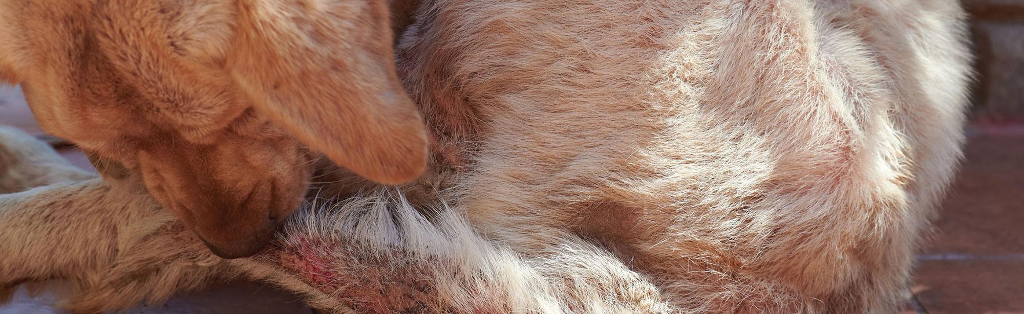 top image magazine rogna nel cane