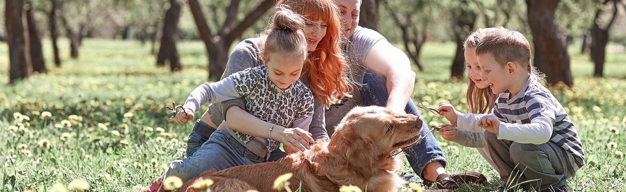 top image magazine zecche nel cane