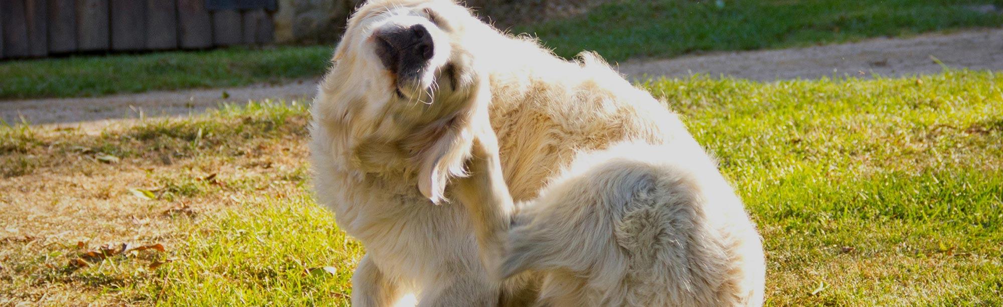 top image magazine pulci e zecche in estate