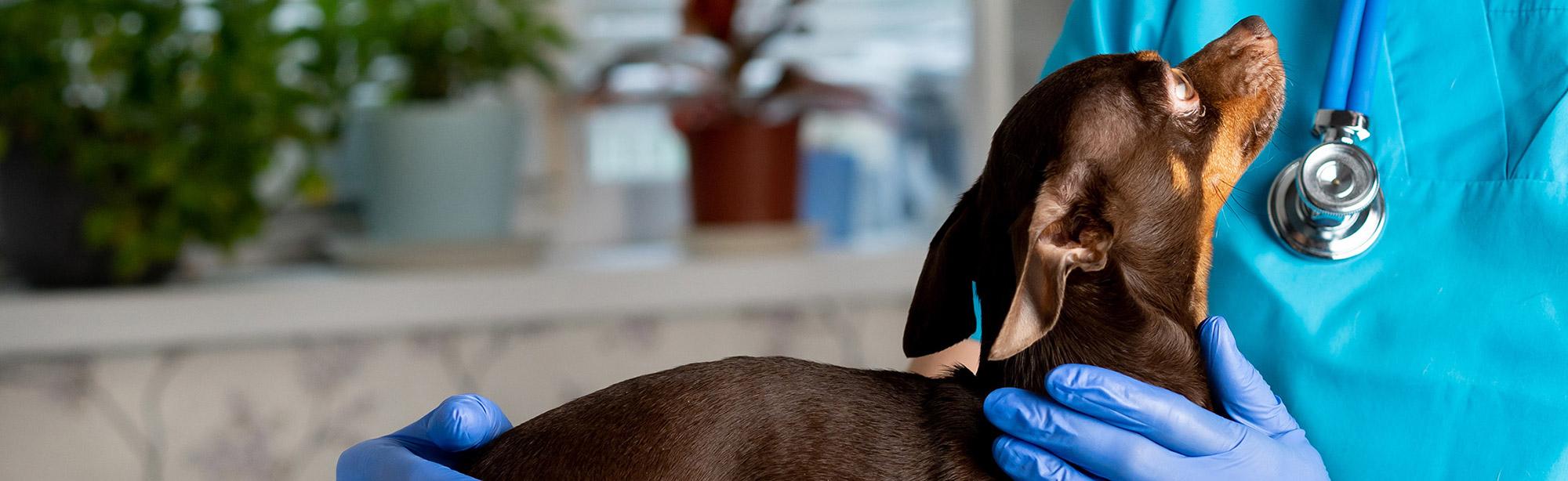 top image magazine parassiti cane