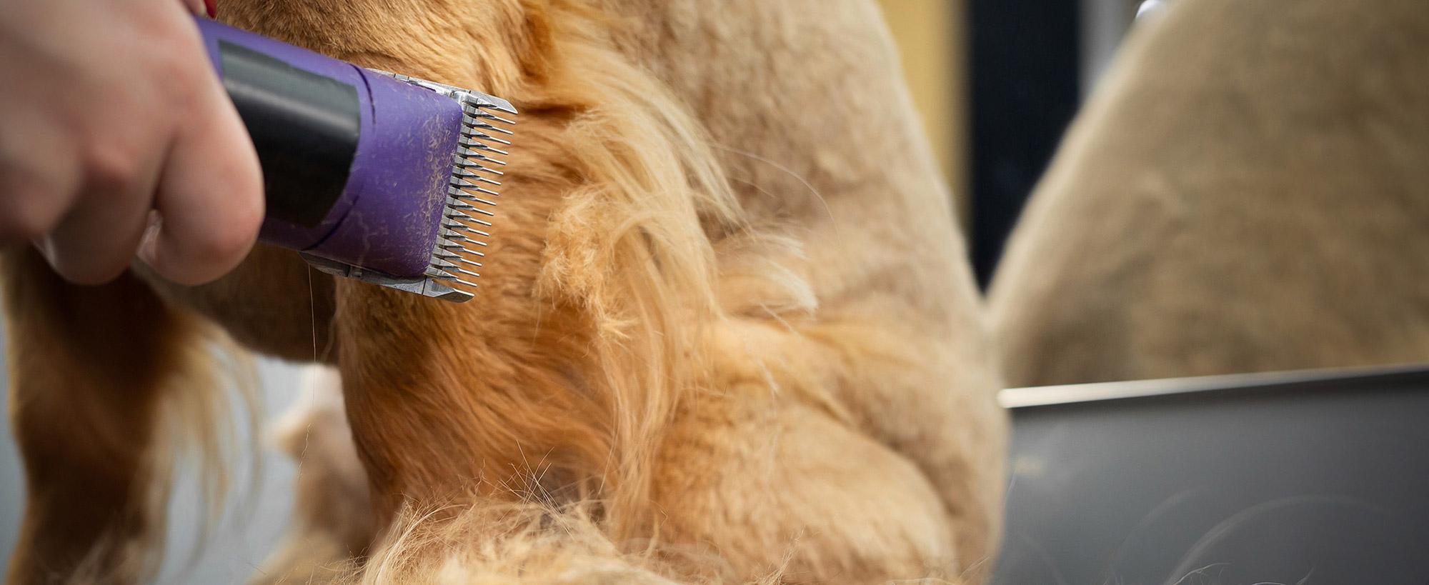 top image magazine tosatura cane