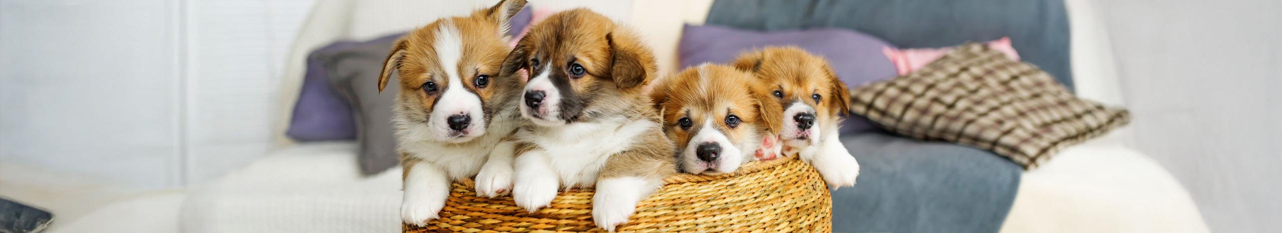 Cuccioli di cane in un cesto