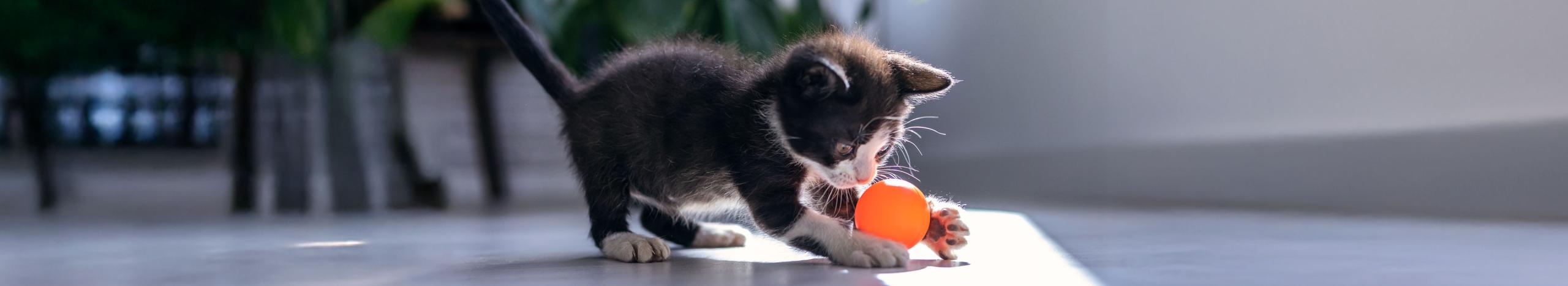 Gattino che gioca con pallina