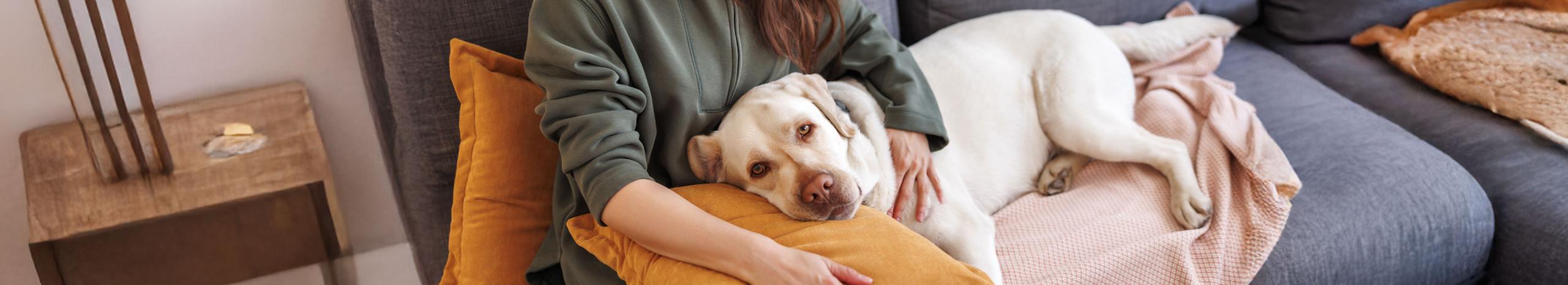 Epilessia nel cane image