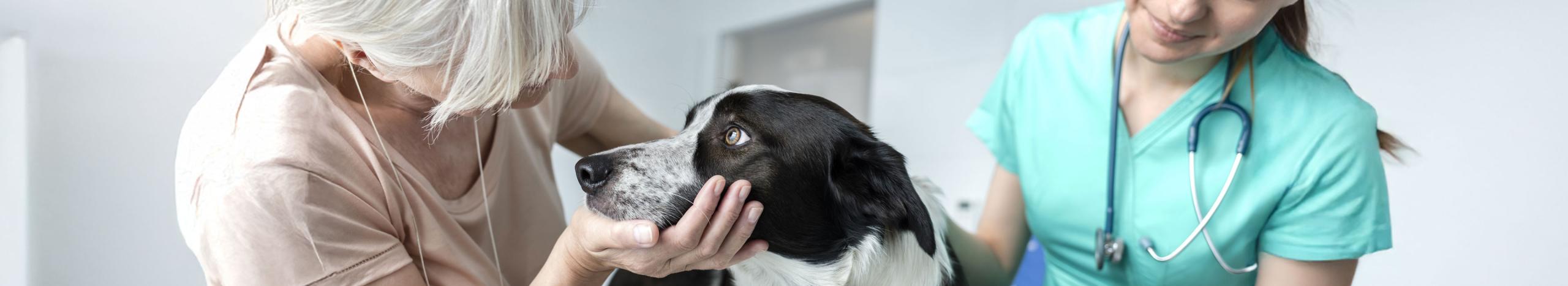 Epilessia diagnosi cane da veterinario