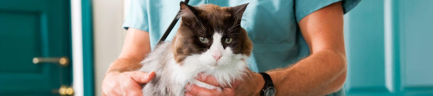 top image diabete gatto cause