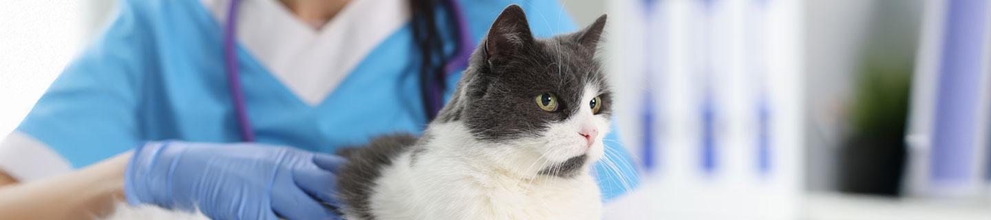 top image diabete gatto sintomi