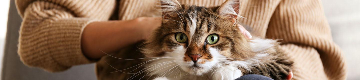 top image diabete gatto terapie